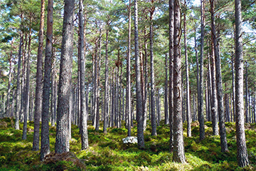 Waldgrundstücke | Holzhandlung Lockinger Waldgrundstücke | Holzhandlung Lockinger